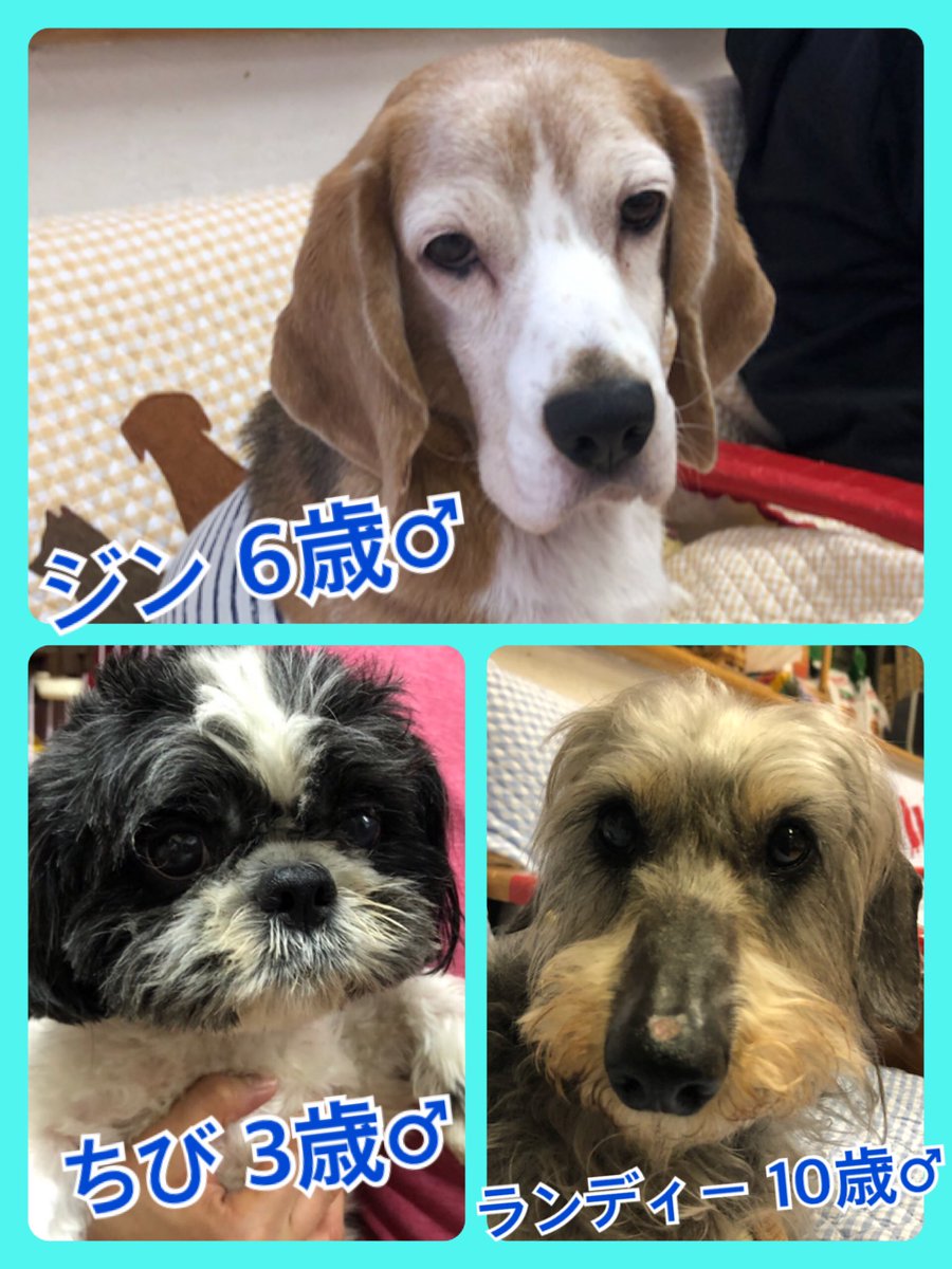 🐾今日の里親様募集中ワンコ🐶メンバーです🐾2020,4,23